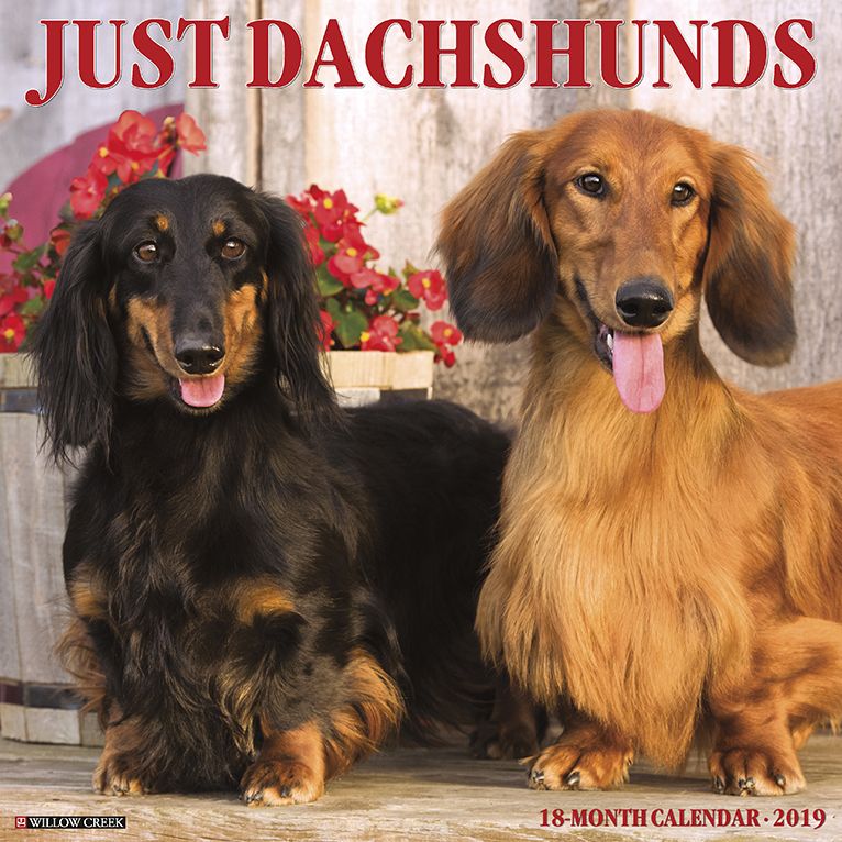Just Dachshunds 2019 Wall Calendar (Dog Breed Calendar)