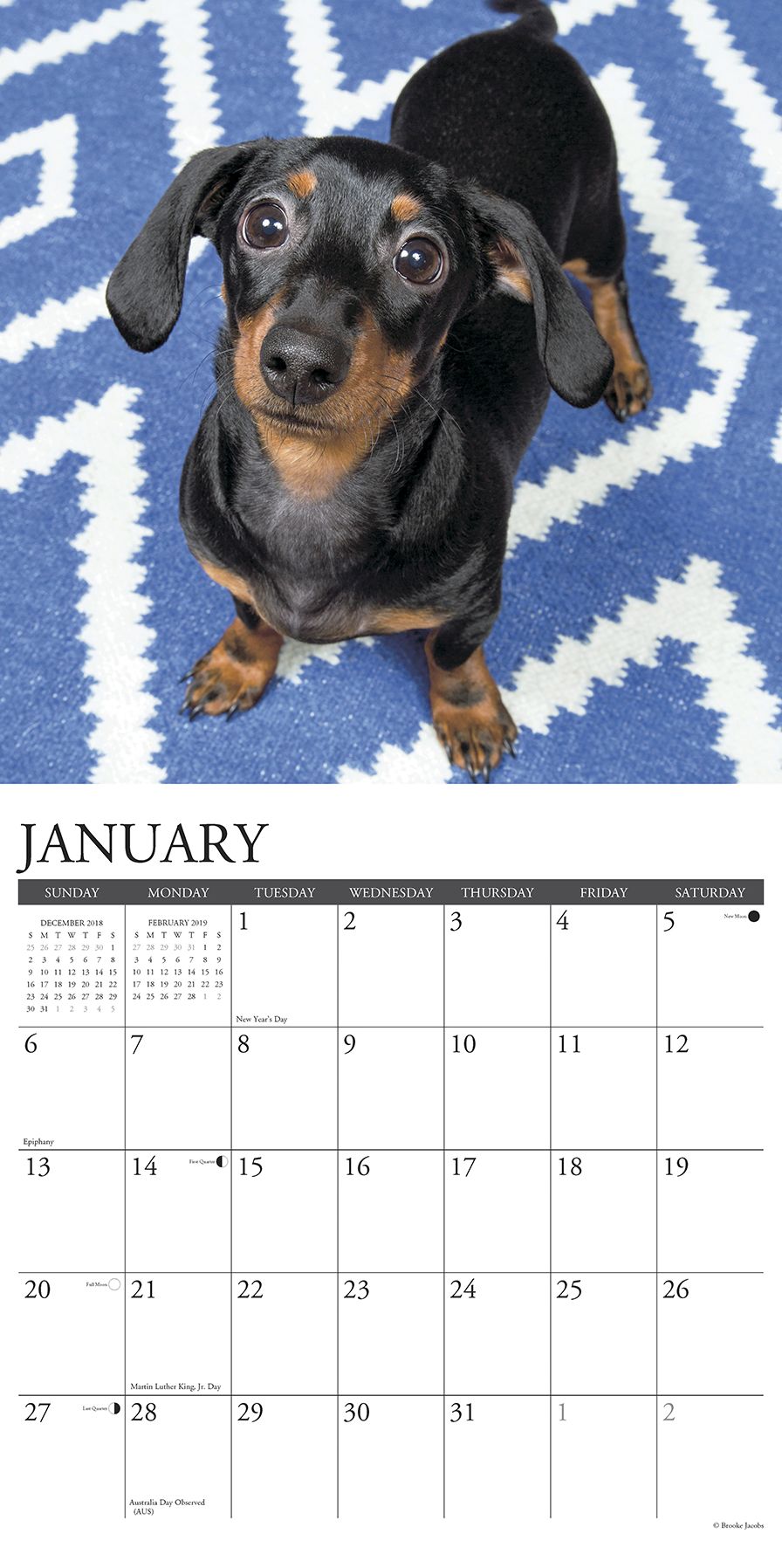 Just Dachshunds 2019 Wall Calendar (Dog Breed Calendar)