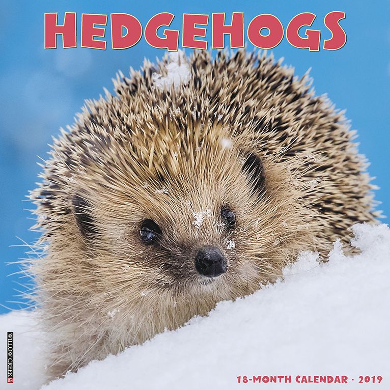 Hedgehogs 2019 Wall Calendar