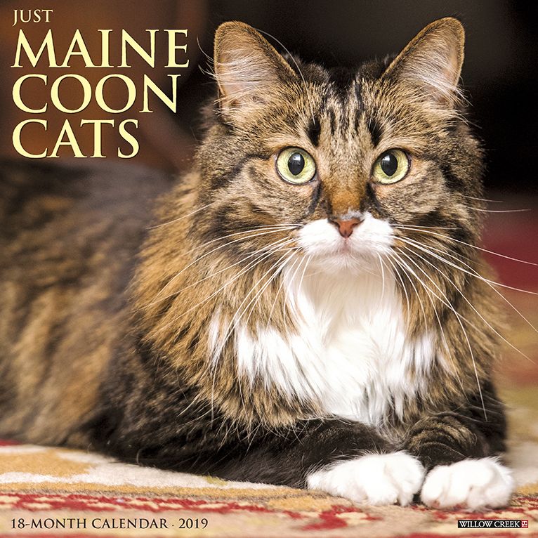 Just Maine Coon Cats 2019 Wall Calendar