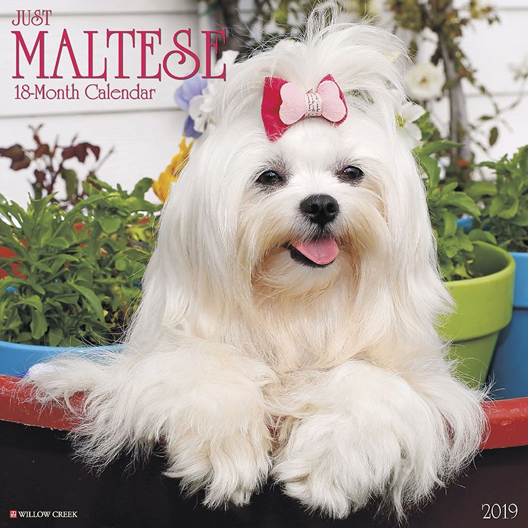 Just Maltese 2019 Wall Calendar (Dog Breed Calendar)