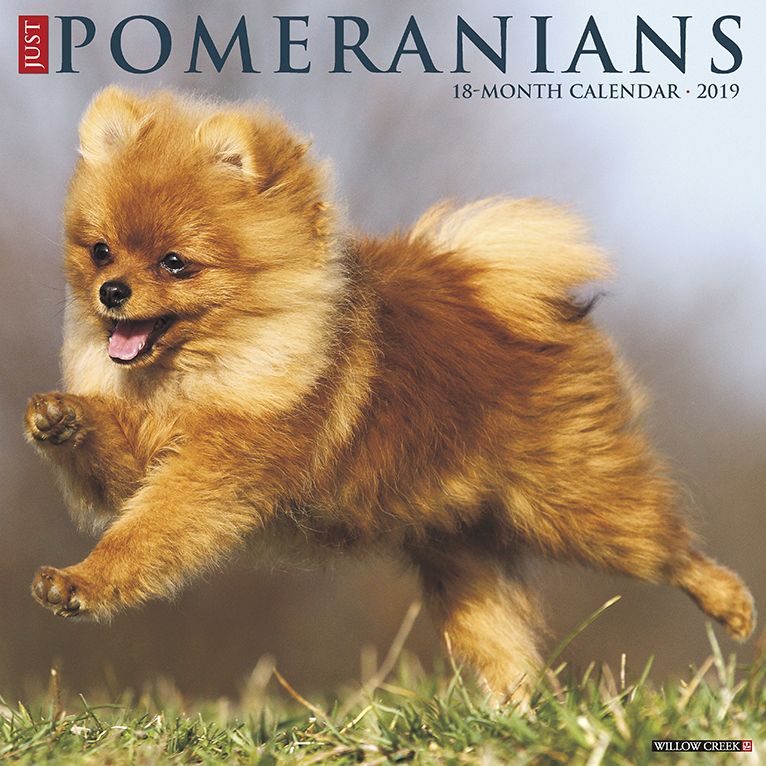 Just Pomeranians 2019 Wall Calendar (Dog Breed Calendar)