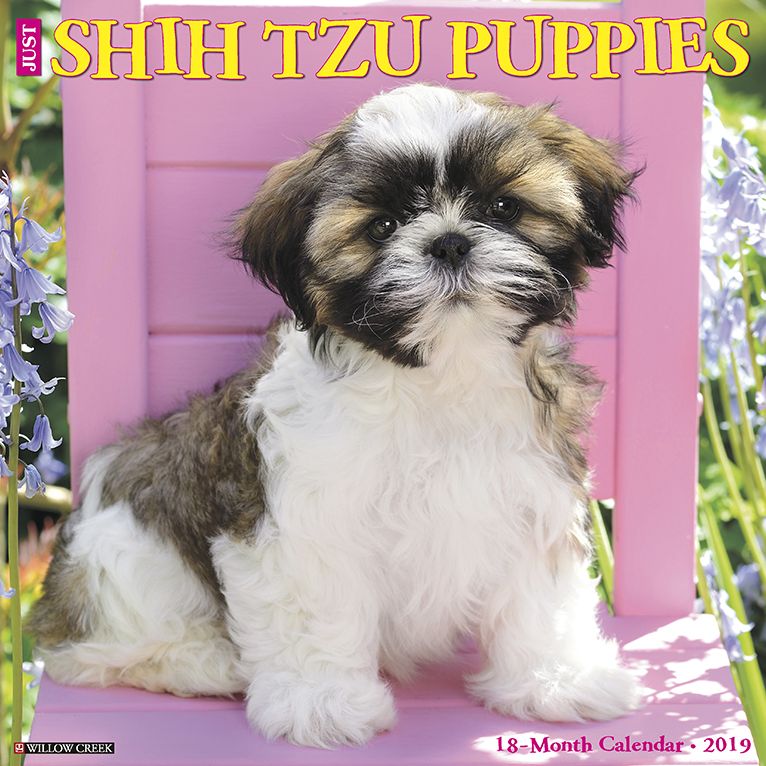 Just Shih Tzu Puppies 2019 Wall Calendar (Dog Breed Calendar)