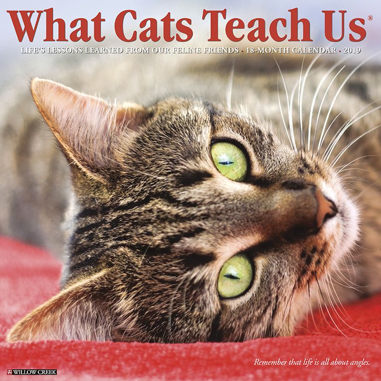 What Cats Teach Us 2019 Wall Calendar