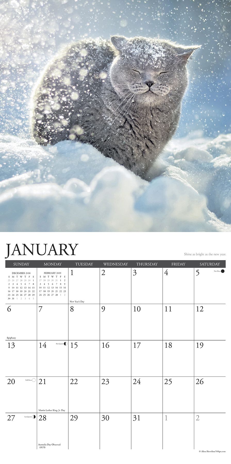 What Cats Teach Us 2019 Wall Calendar