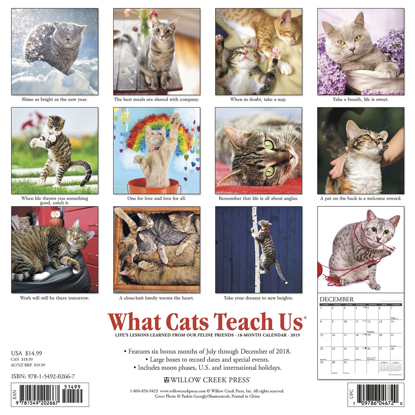 What Cats Teach Us 2019 Wall Calendar
