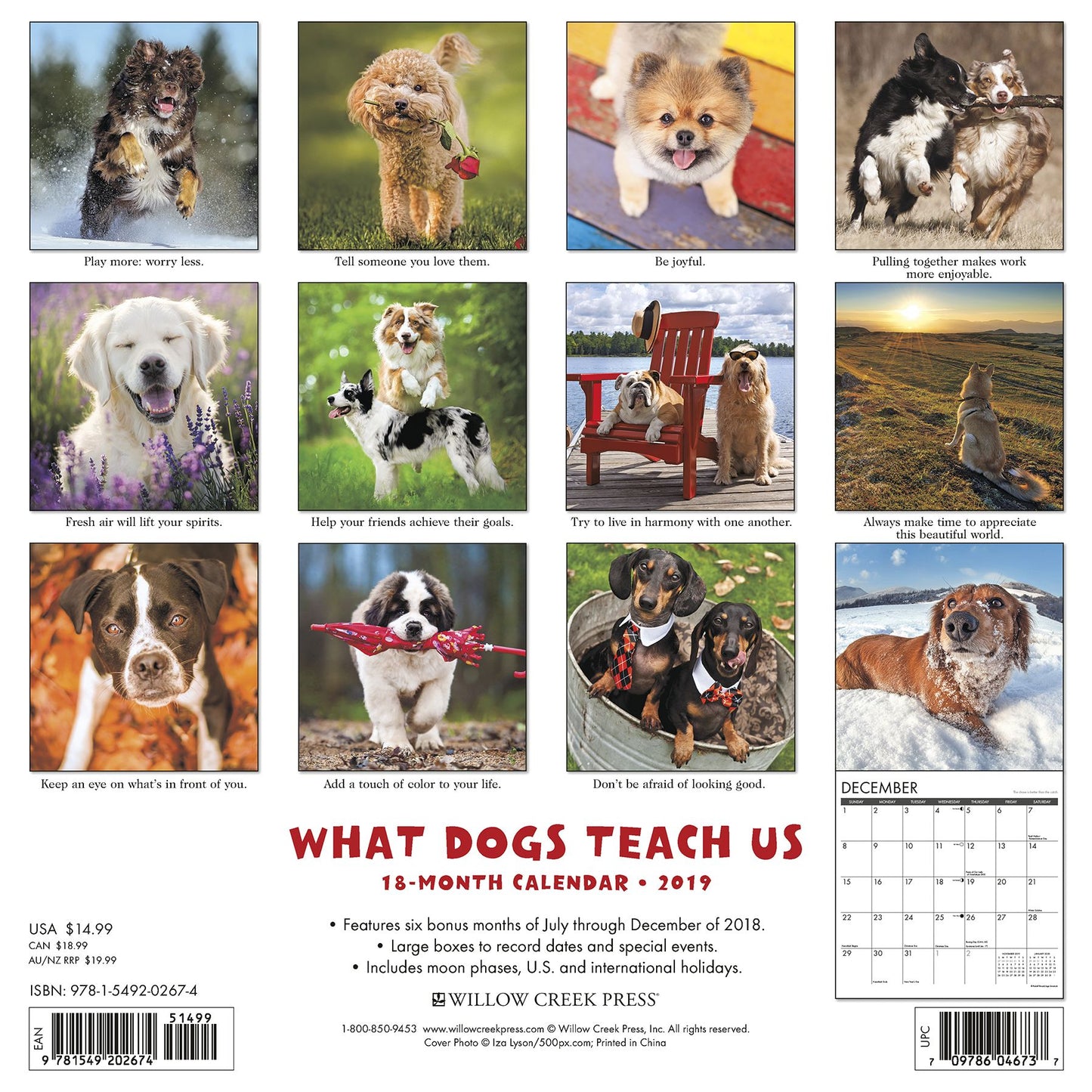 What Dogs Teach Us 2019 Wall Calendar