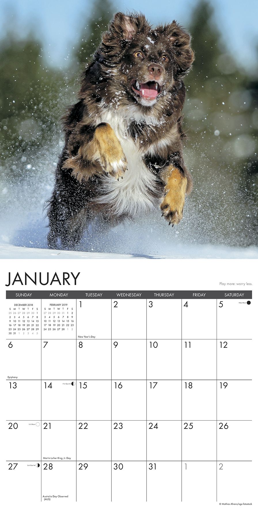 What Dogs Teach Us 2019 Wall Calendar