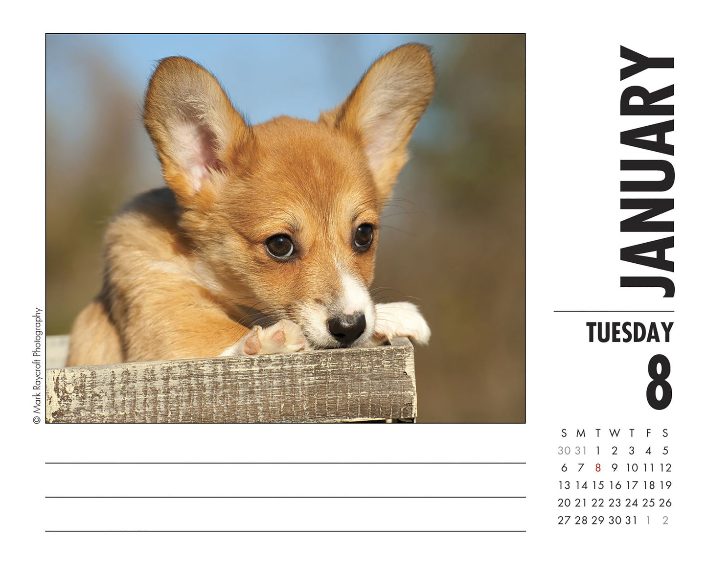 Just Corgis 2019 Box Calendar (Dog Breed Calendar)