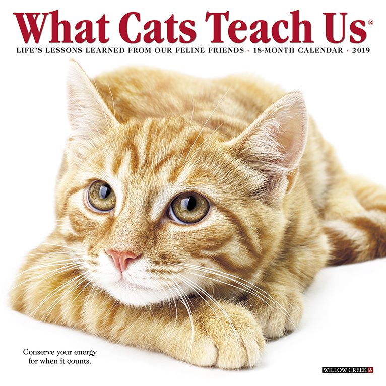 What Cats Teach Us Mini 2019 Wall Calendar