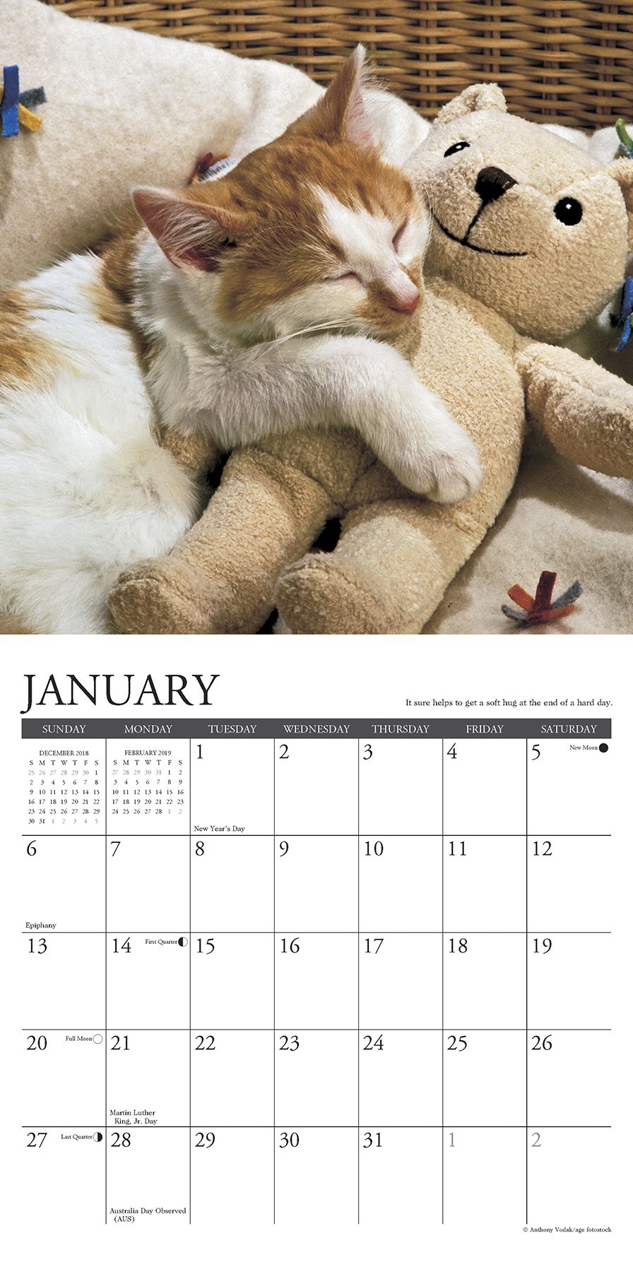 What Cats Teach Us Mini 2019 Wall Calendar