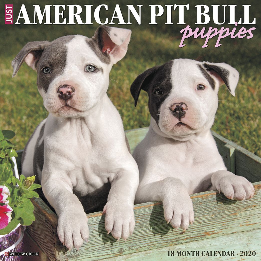 American Pit Bull Terrier Puppies 2020 Wall Calendar (Dog Breed Calendar)