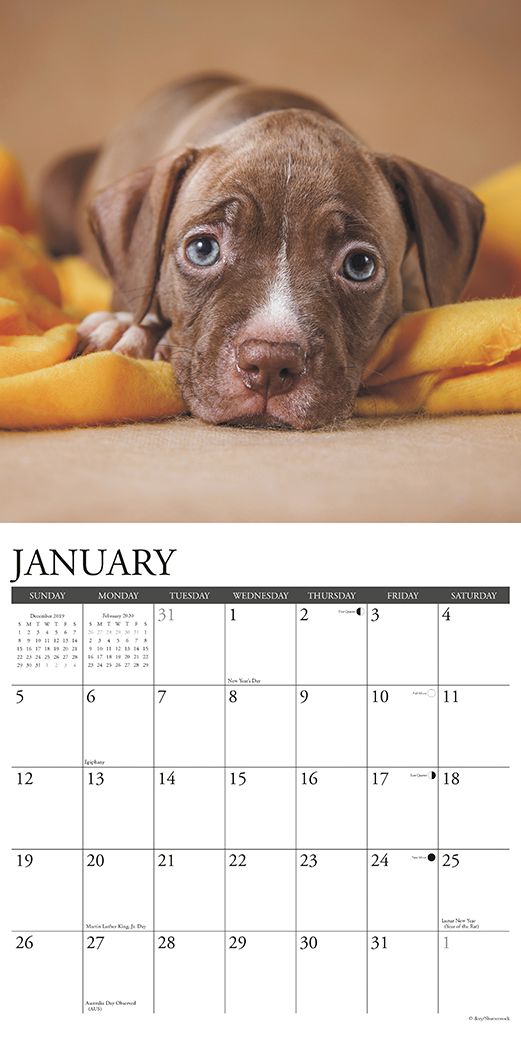 American Pit Bull Terrier Puppies 2020 Wall Calendar (Dog Breed Calendar)