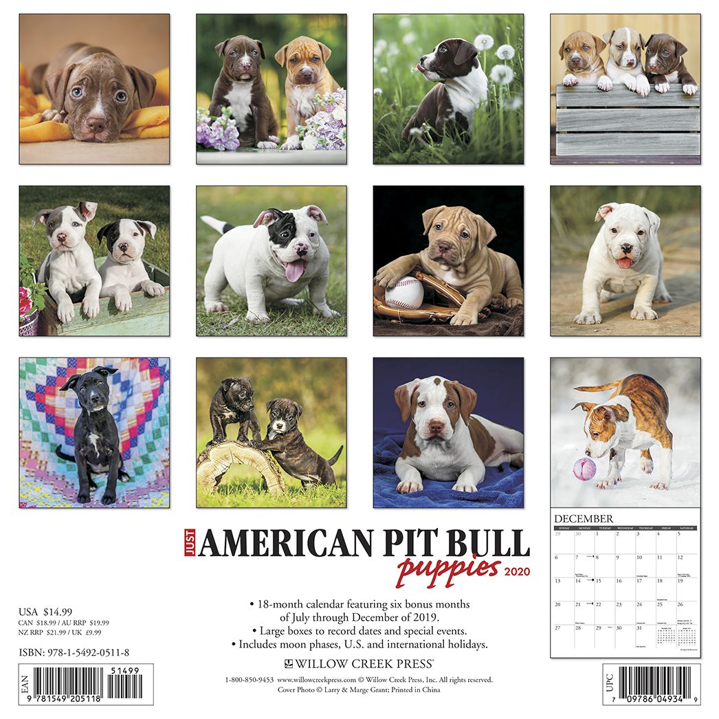 American Pit Bull Terrier Puppies 2020 Wall Calendar (Dog Breed Calendar)