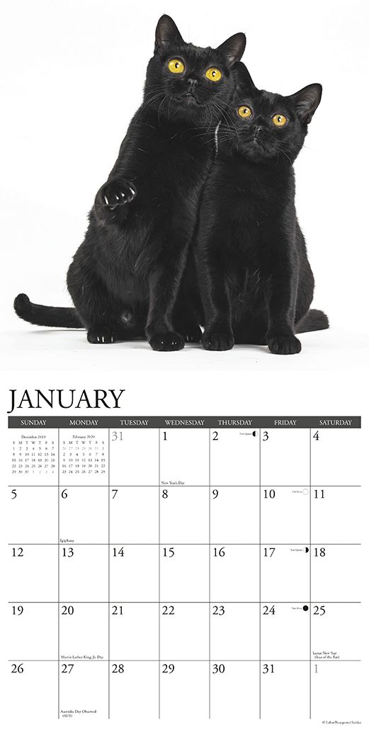 Just Black Cats 2020 Wall Calendar