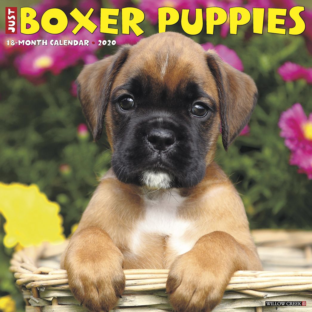 Just Boxer Puppies 2020 Wall Calendar (Dog Breed Calendar)