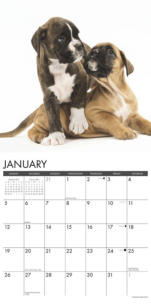 Just Boxer Puppies 2020 Wall Calendar (Dog Breed Calendar)