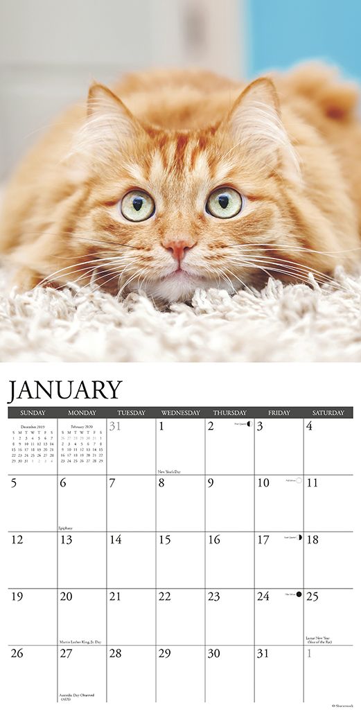 Just Cats 2020 Wall Calendar