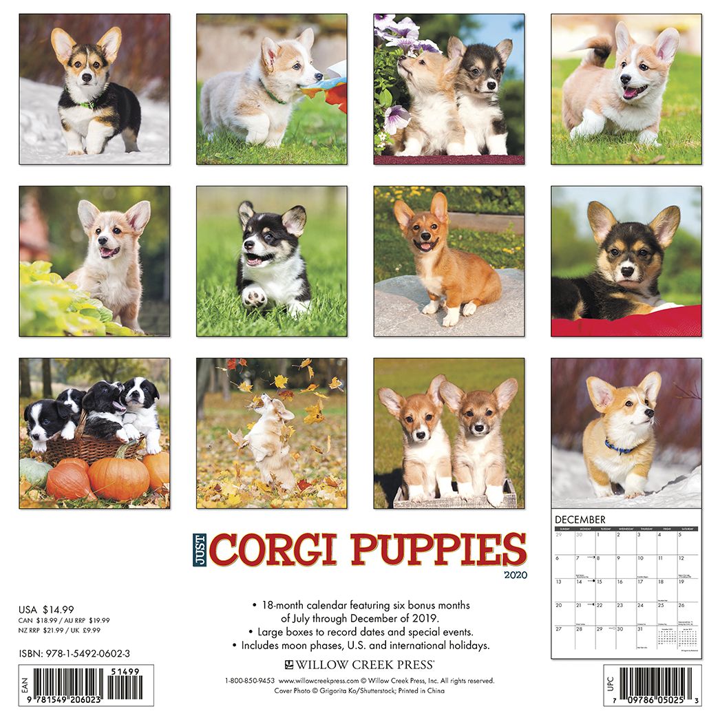 Just Corgi Puppies 2020 Wall Calendar (Dog Breed Calendar)