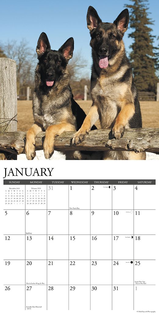 Just German Shepherds 2020 Wall Calendar (Dog Breed Calendar)