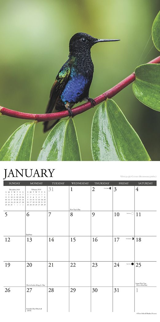 Hummingbirds 2020 Wall Calendar