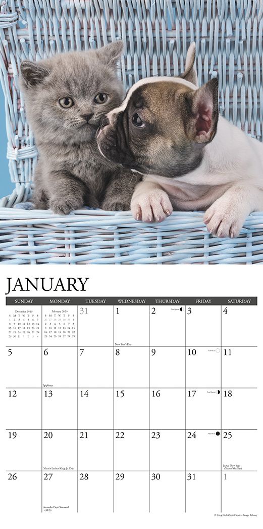 Kittens & Puppies 2020 Wall Calendar