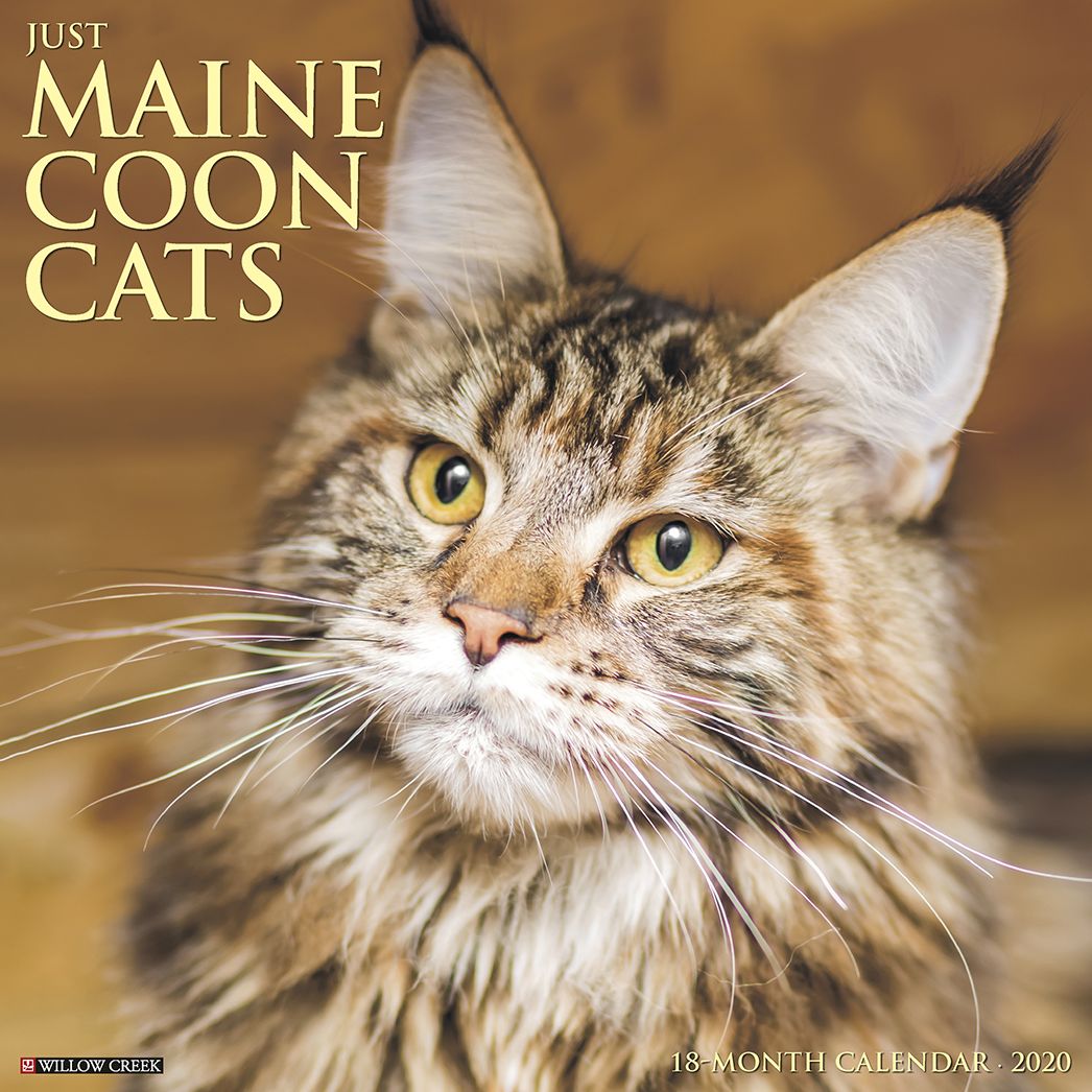Just Maine Coon Cats 2020 Wall Calendar