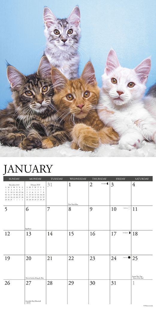 Just Maine Coon Cats 2020 Wall Calendar
