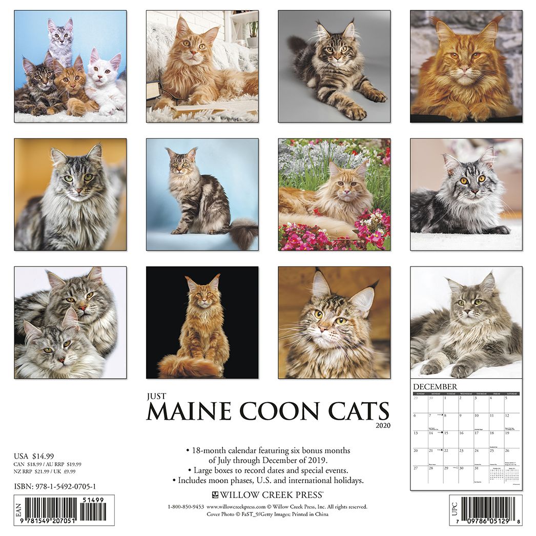 Just Maine Coon Cats 2020 Wall Calendar