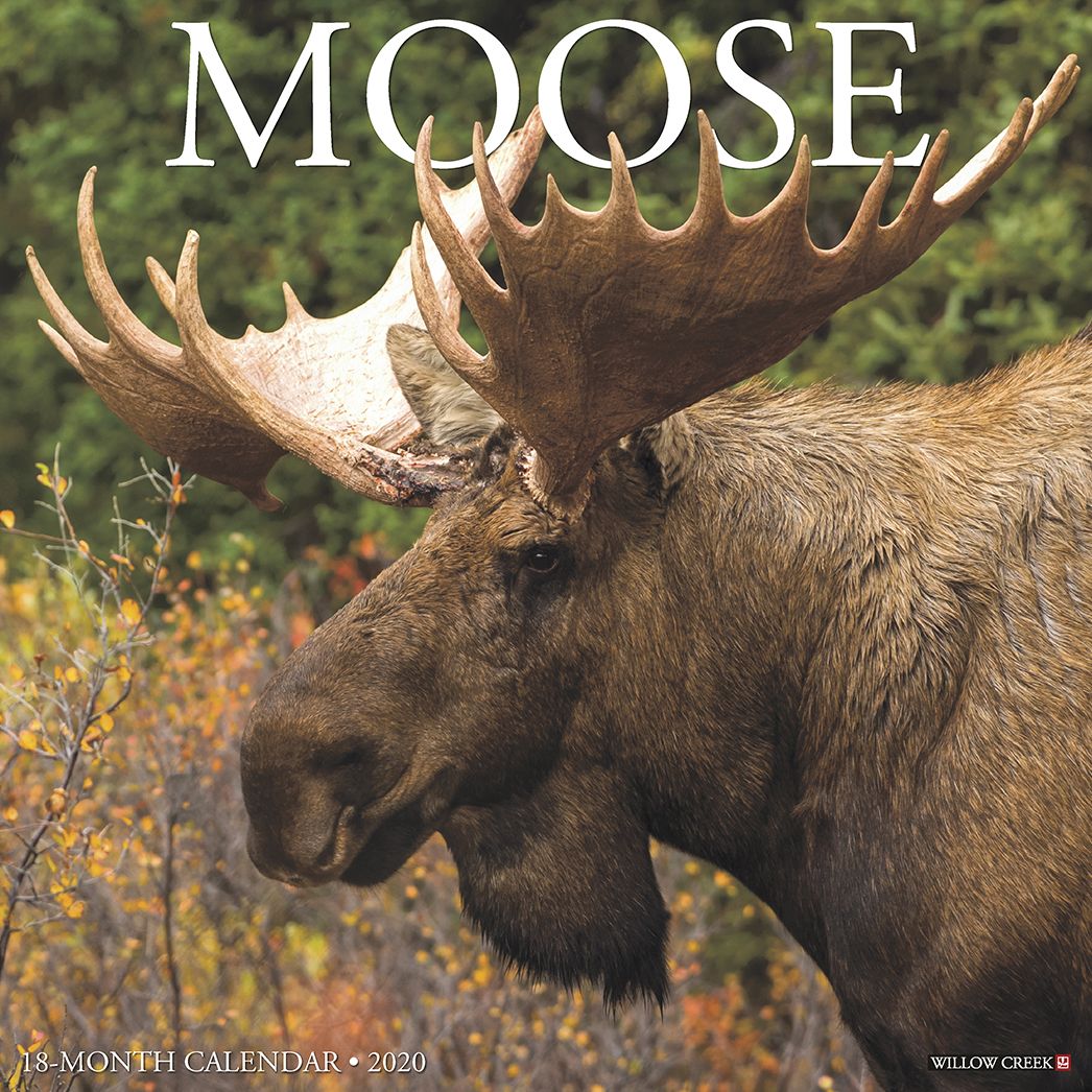 Moose 2020 Wall Calendar