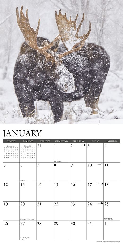 Moose 2020 Wall Calendar