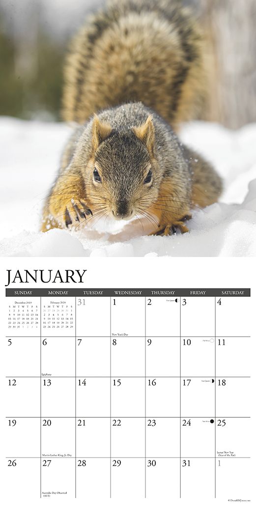 Squirrels 2020 Wall Calendar