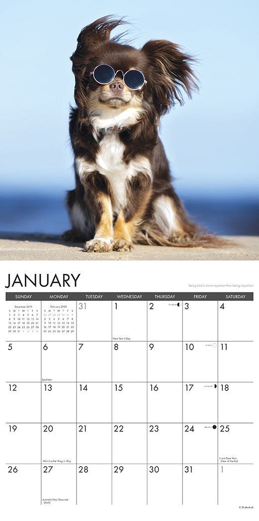 What Dogs Teach Us 2020 Wall Calendar