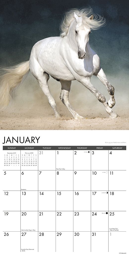 What Horses Teach Us 2020 Wall Calendar