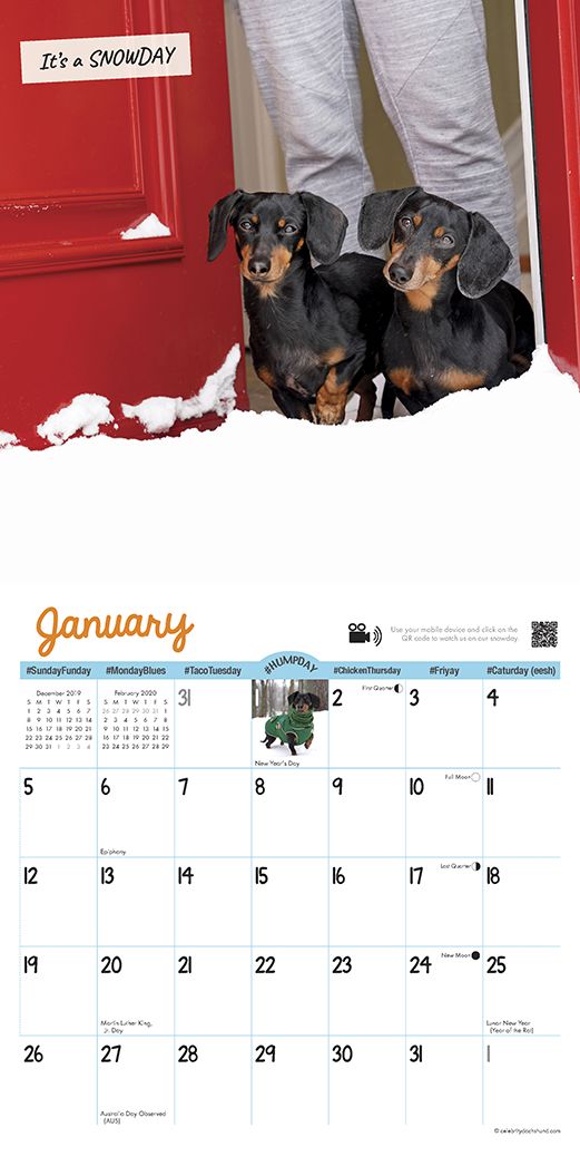 Crusoe the Celebrity Dachshund 2020 Mini Wall Calendar (Dog Breed Calendar)