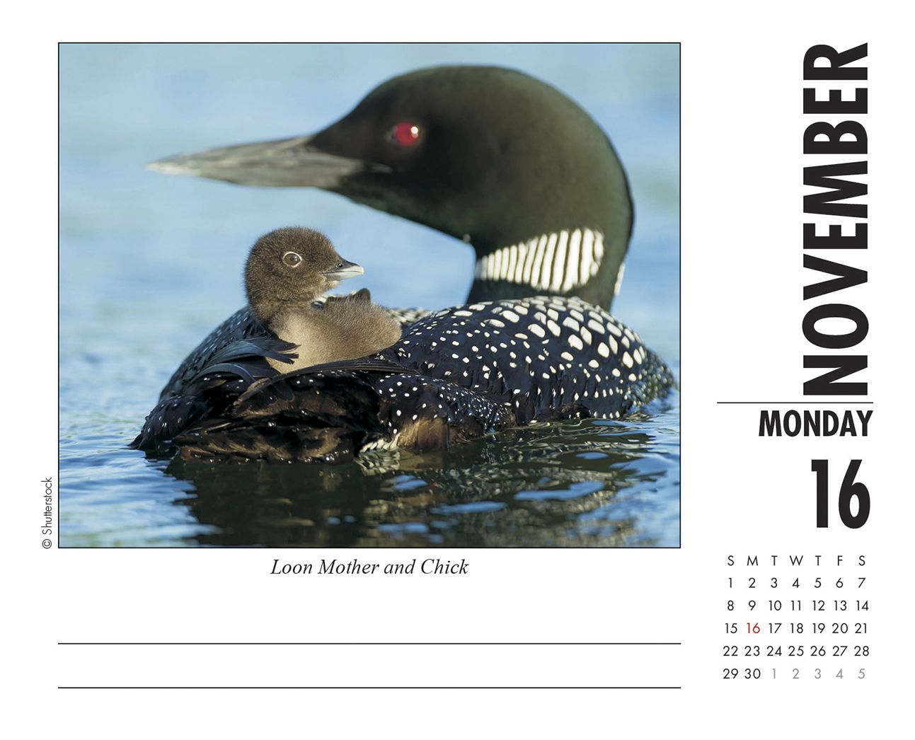 Baby Animals 2020 Box Calendar