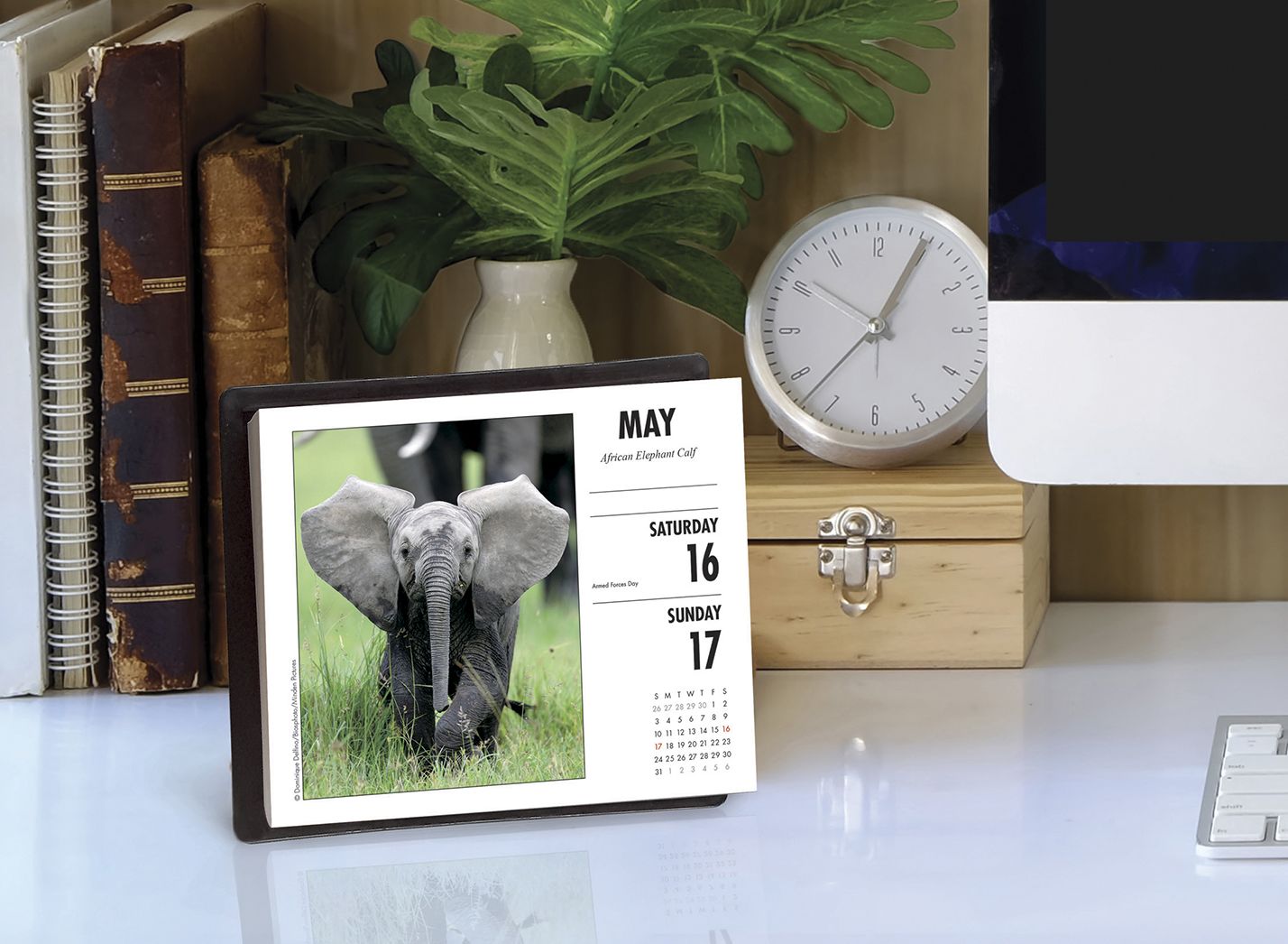 Baby Animals 2020 Box Calendar
