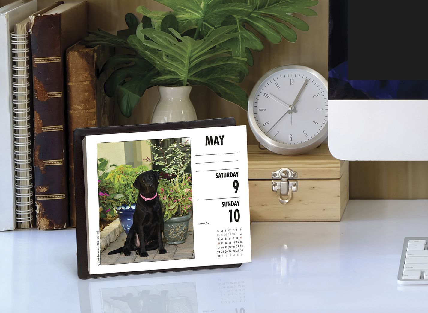 Just Labs 2020 Box Calendar (Dog Breed Calendar)