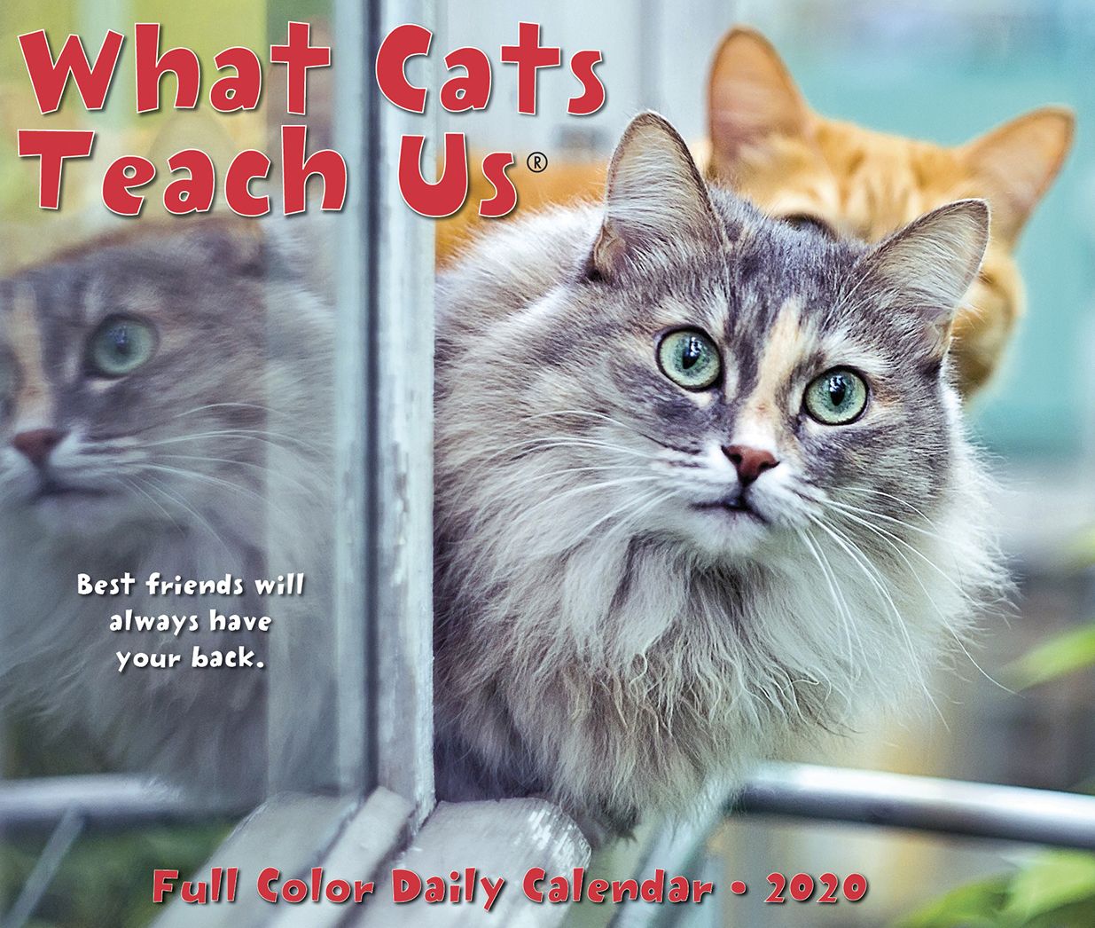 What Cats Teach Us 2020 Box Calendar