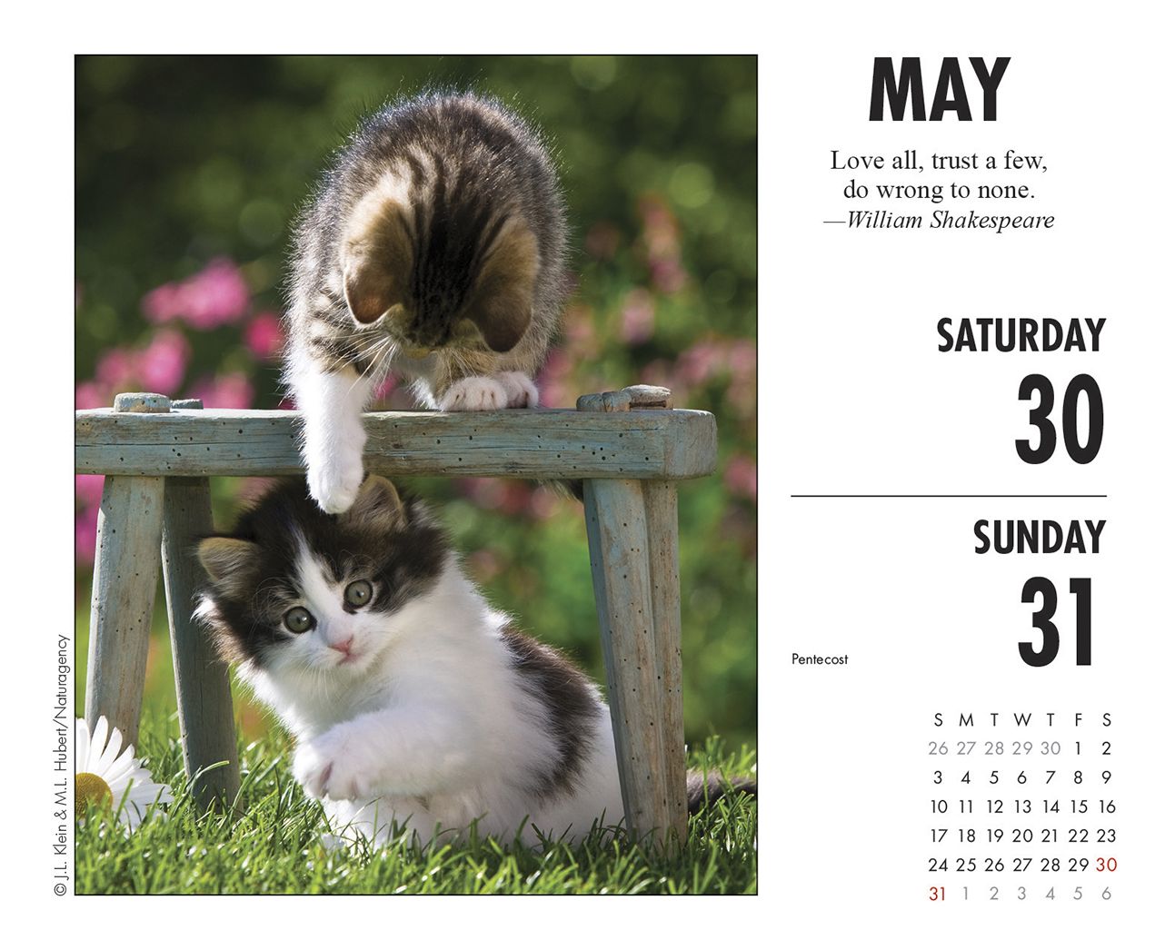 What Cats Teach Us 2020 Box Calendar