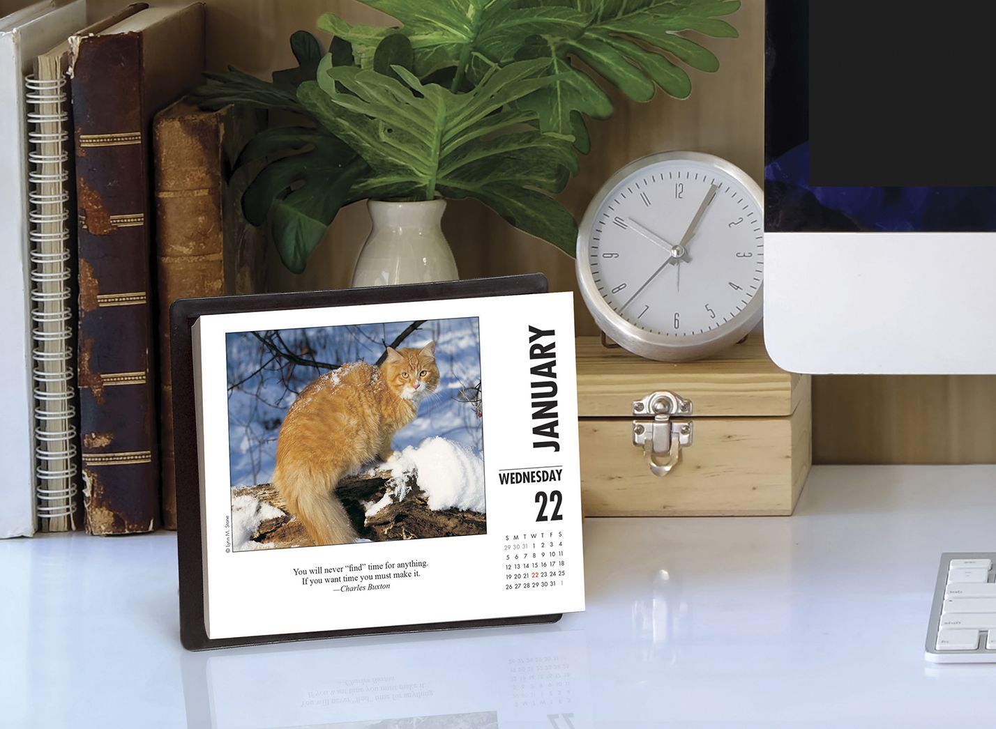 What Cats Teach Us 2020 Box Calendar