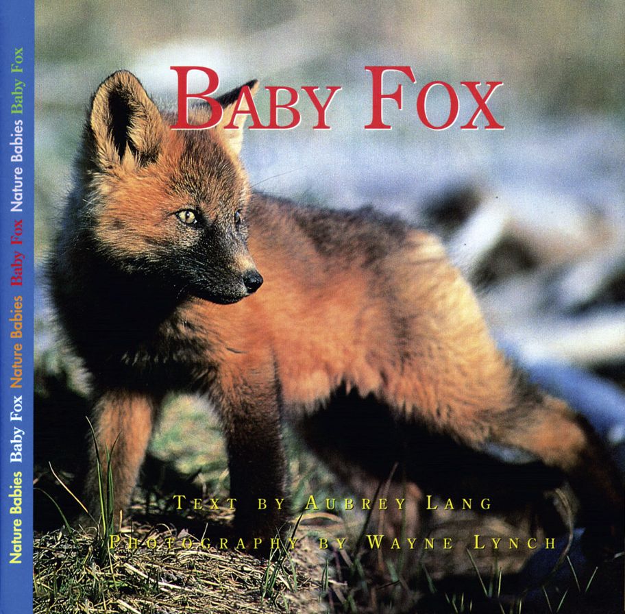 Baby Fox