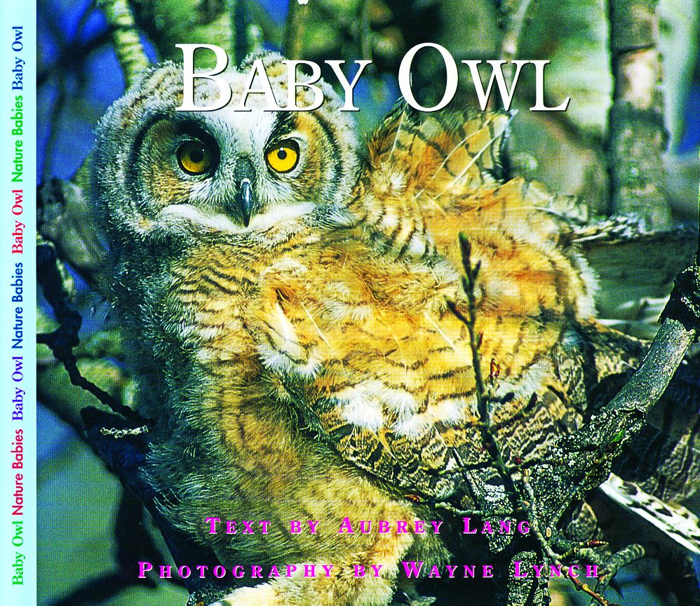 Baby Owl