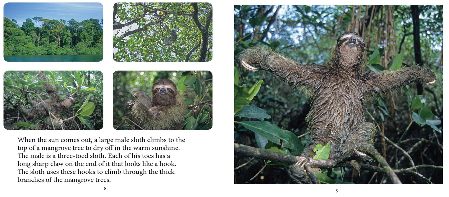 Baby Sloth