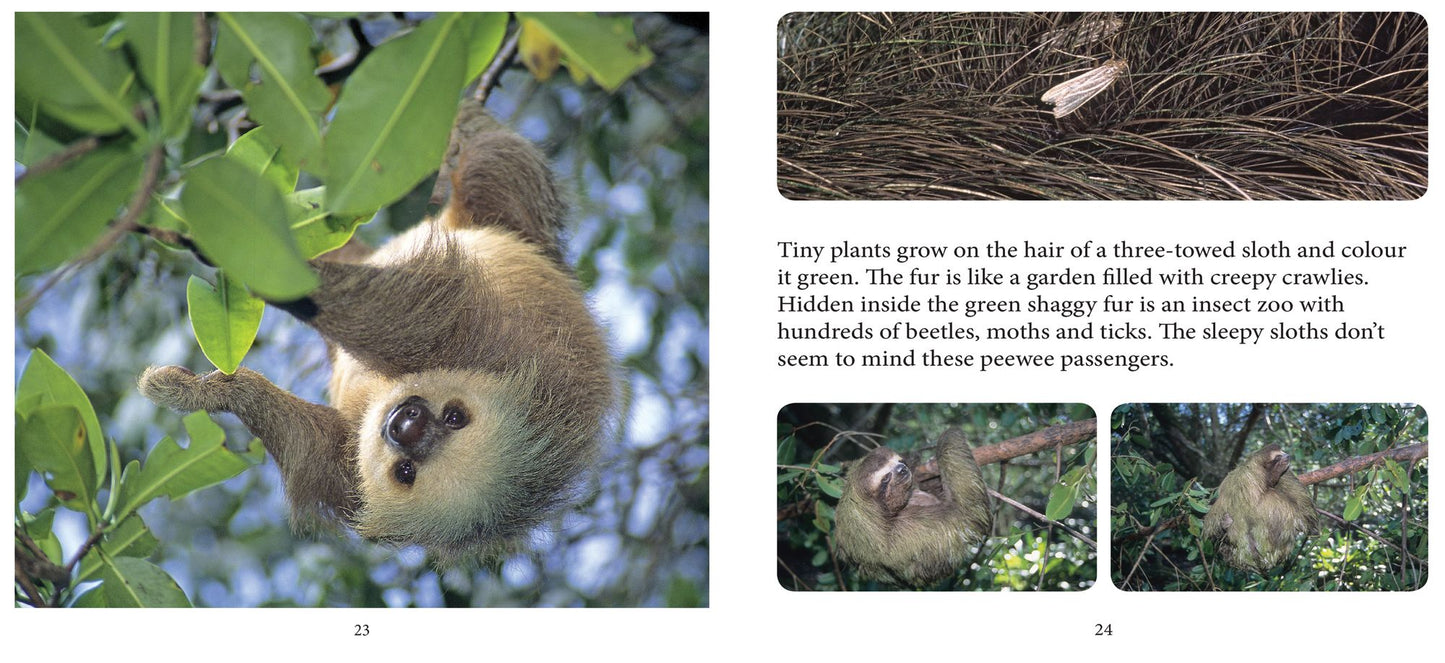 Baby Sloth
