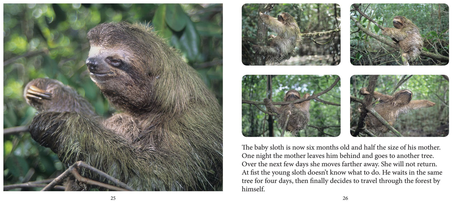 Baby Sloth