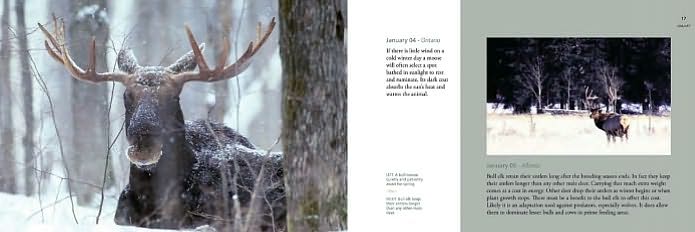 Deer World