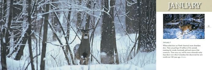 Deer World