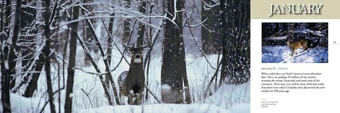 Deer World