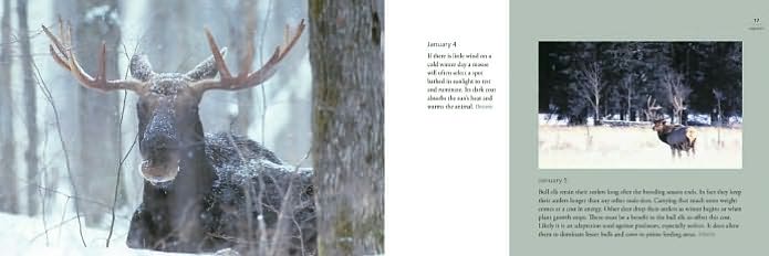 Deer World